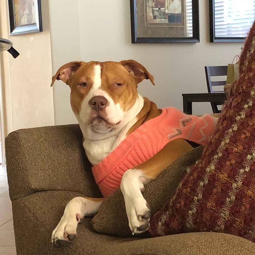 Meet your Posher, Dallas